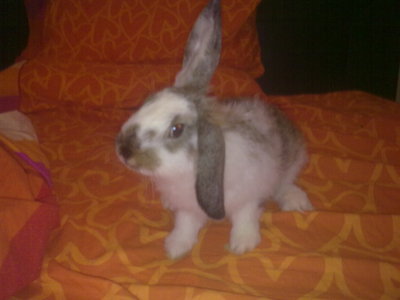 Adopcion conejo pippin